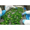 Nuevo cultivo de brócoli congelado IQF